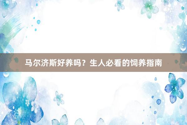 马尔济斯好养吗？生人必看的饲养指南